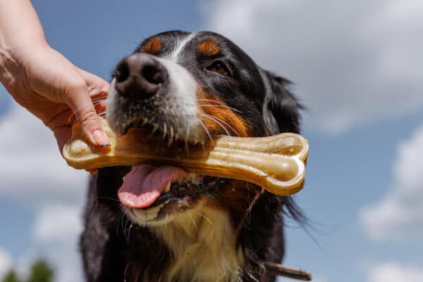 Süßer Berner-Sennen-Hund mit Rinderhaut-Kauknochen im Maul