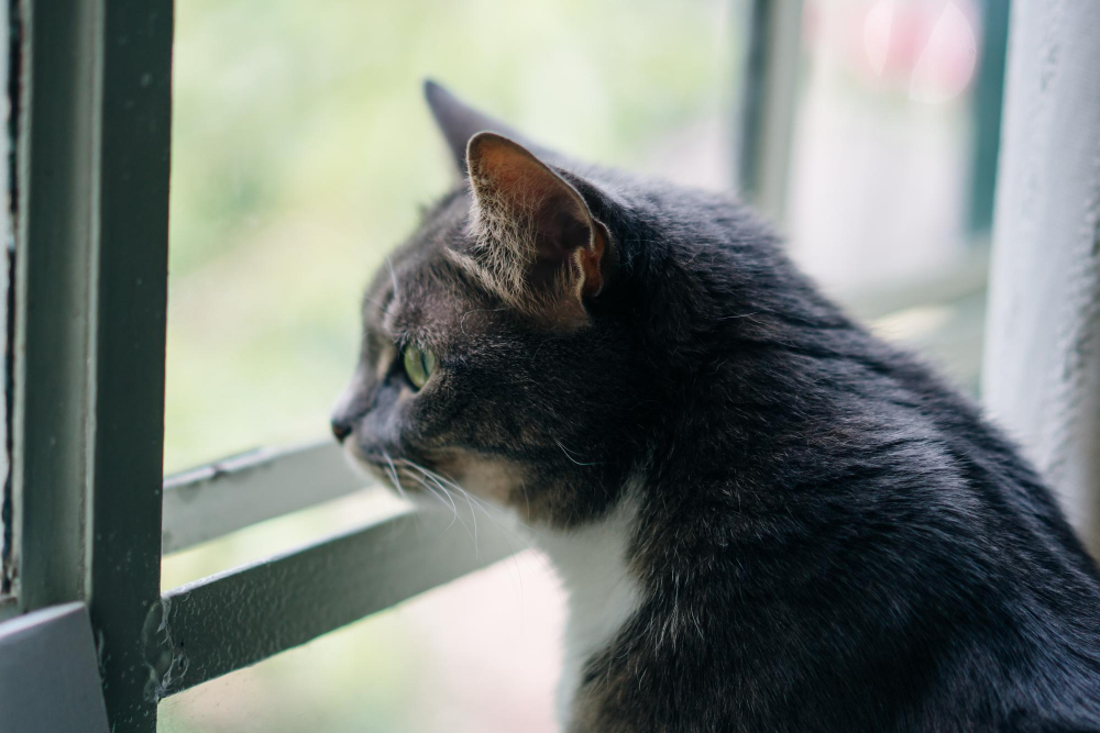 Eine grau-weiße Katze schaut aufmerksam aus einem Fenster, während sie drinnen bleibt. Das Bild symbolisiert das Thema 'Kann man Katzen alleine lassen' und stellt die Frage, wie Katzen mit Zeit in der Einsamkeit umgehen.