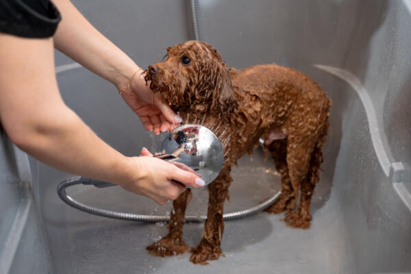 Hund beim Baden.