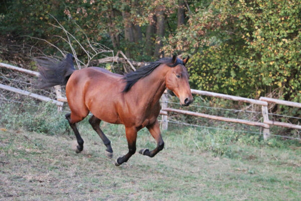 Braunes Pferd rennt über die Wiese als Symbolbild für den Beitrag: Wie viel PS hat ein Pferd?