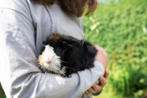Tricolor Meerschweinchen auf dem Arm eines Kindes im Garten als Symbolbild für den Ratgeber: Wie alt werden Meerschweinchen