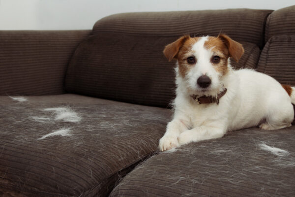Hund liegt auf dem Sofa nebst Hundehaaren - doch wie lassen sich Hundehaare einfach entfernen?