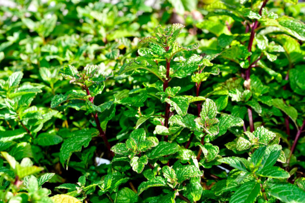Minze, bekannt für ihr kräftiges, erfrischendes Aroma, verleiht Getränken und Gerichten eine unverwechselbare Frische.