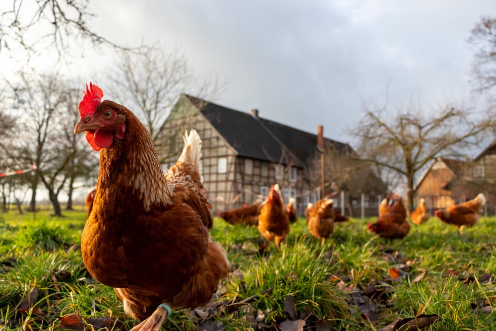 Großaufnahme von einem Huhn vor einem Bauernhof - Symbolbild für als Privatperson einen Bauernhof kaufen