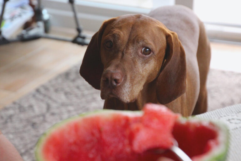 Brauner Labrador Retriever (Hund) bettelt um Wassermelone