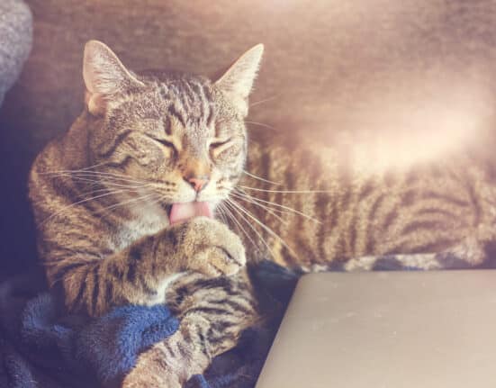 Geheimsprache der Katzen
