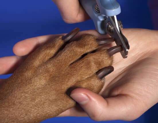 Krallen schneiden beim Hund