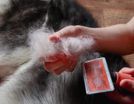 Alternativen zum Furminator: Unterwolle entfernen