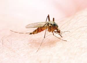 was hilft gegen mückenstiche