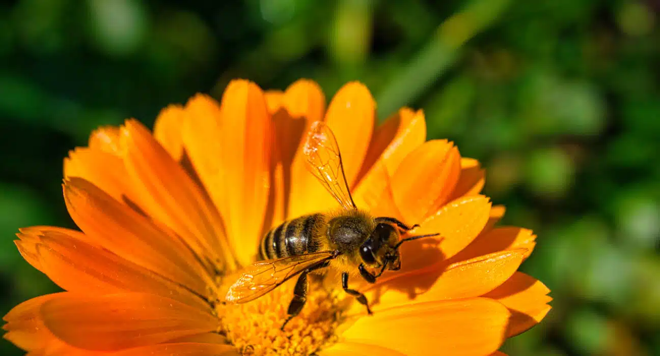 bienenfreundliche balkonpflanzen