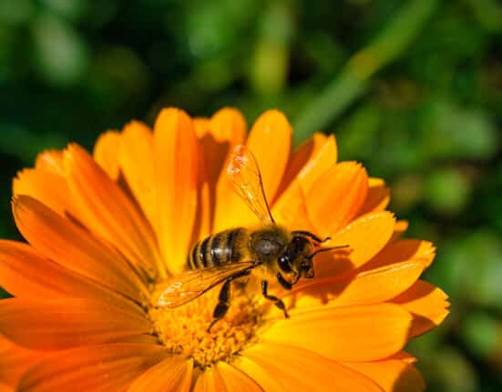 bienenfreundliche balkonpflanzen