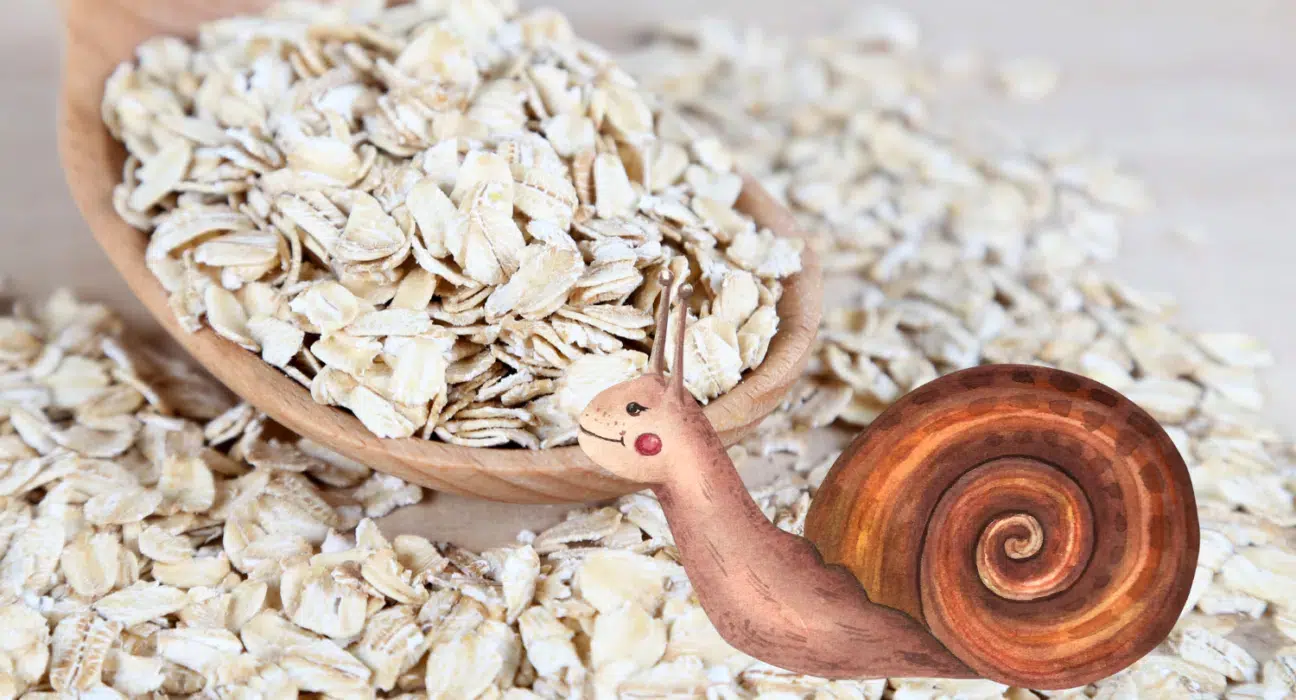 haferflocken gegen schnecken