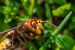 hornissen vertreiben - vespa crabro loswerden