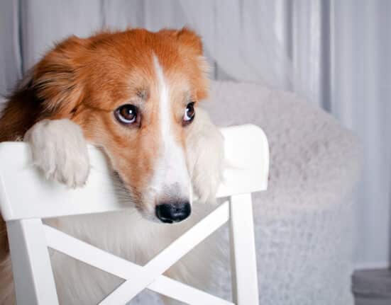 hundehaare entfernen auto sofa kleidung und co