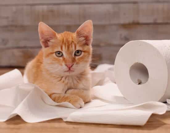 selbstreinigendes katzenklo - alles was du wissen musst