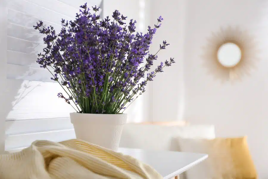 Lavendel im Topf Tipps zur Pflege, Überwinterung und mehr