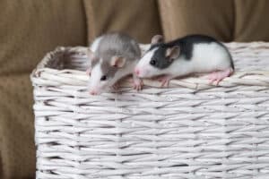 Ratten als Haustier - ein kleiner Leitfaden