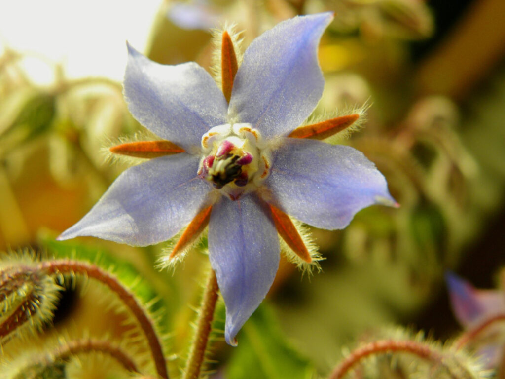 Essbare Blüten Borretsch