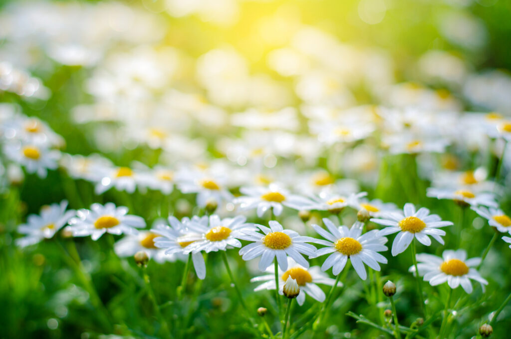 Essbare Blüten Gänseblümchen