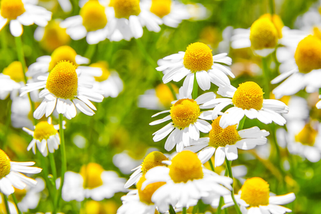 Essbare Blüten Kamille