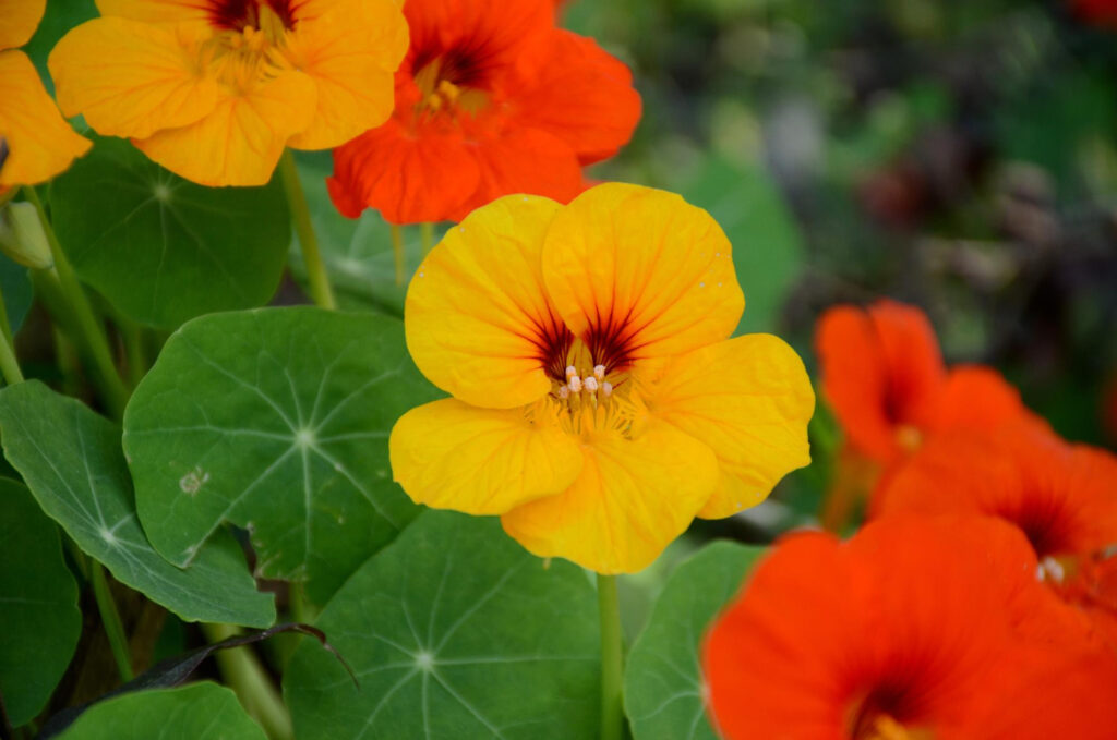 Essbare Blüten Kapuzinerkresse