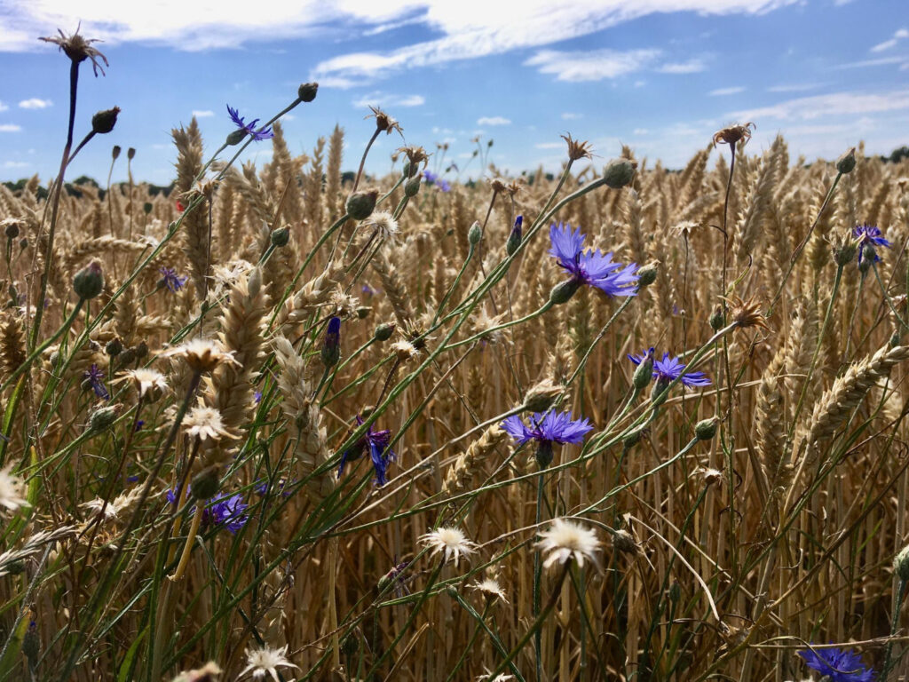 Essbare Blüten Kornblumen