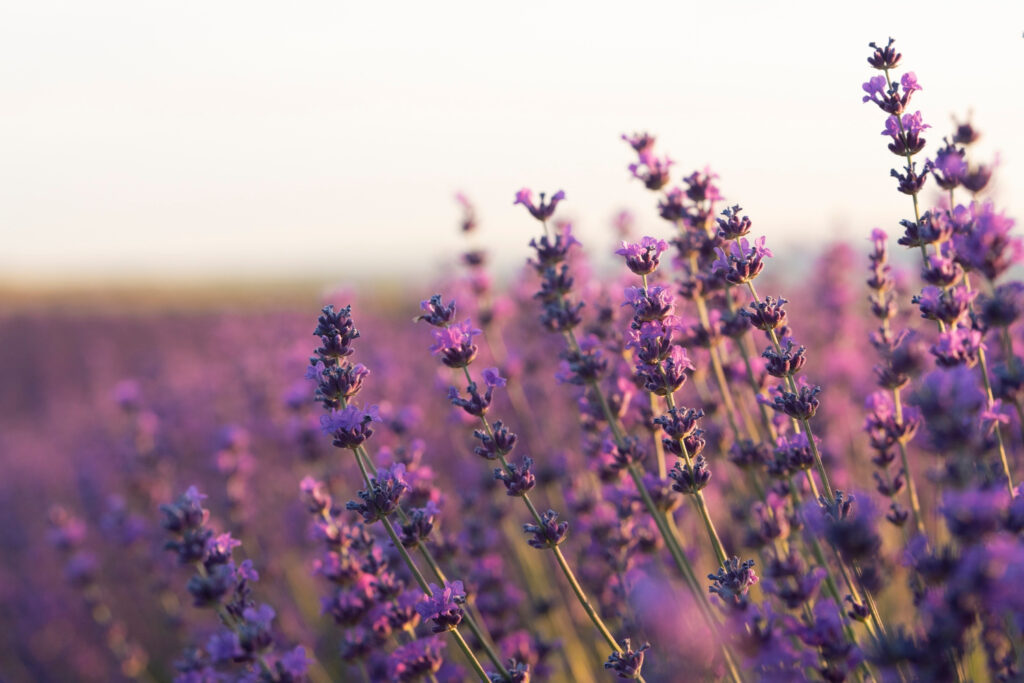 Essbare Blüten Lavendel