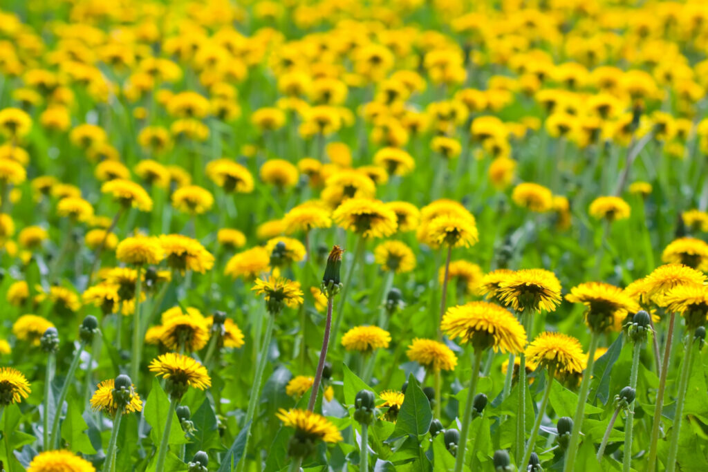 Essbare Blüten Löwenzahn