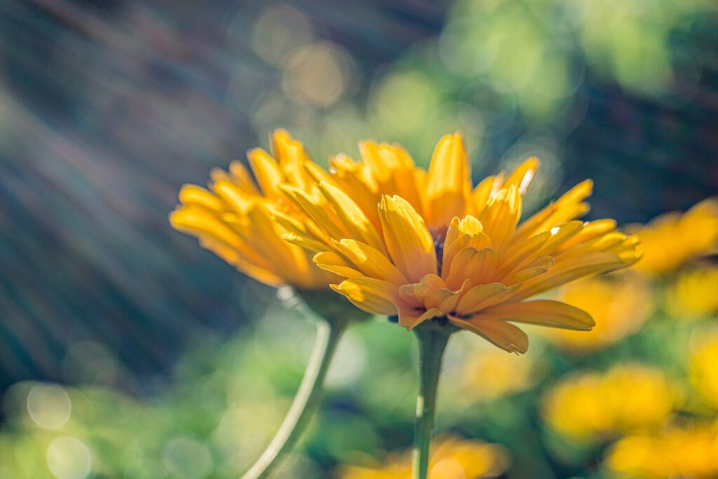 Essbare Blüten Ringelblume