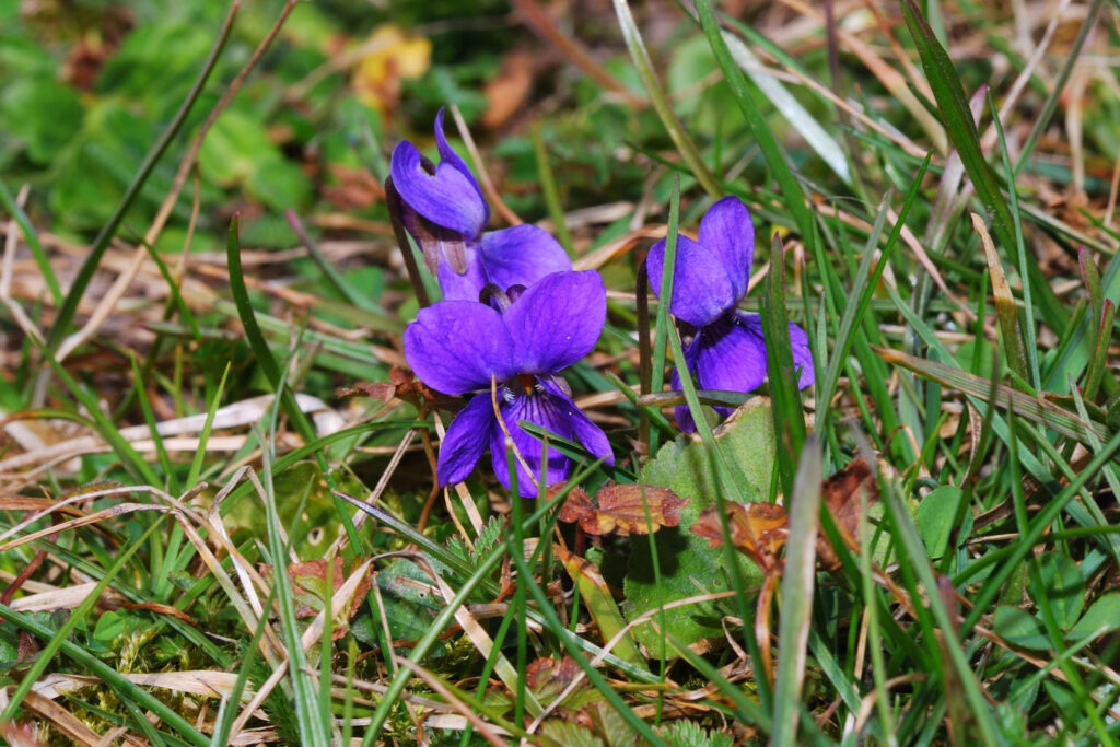 Essbare Blüten Veilchen