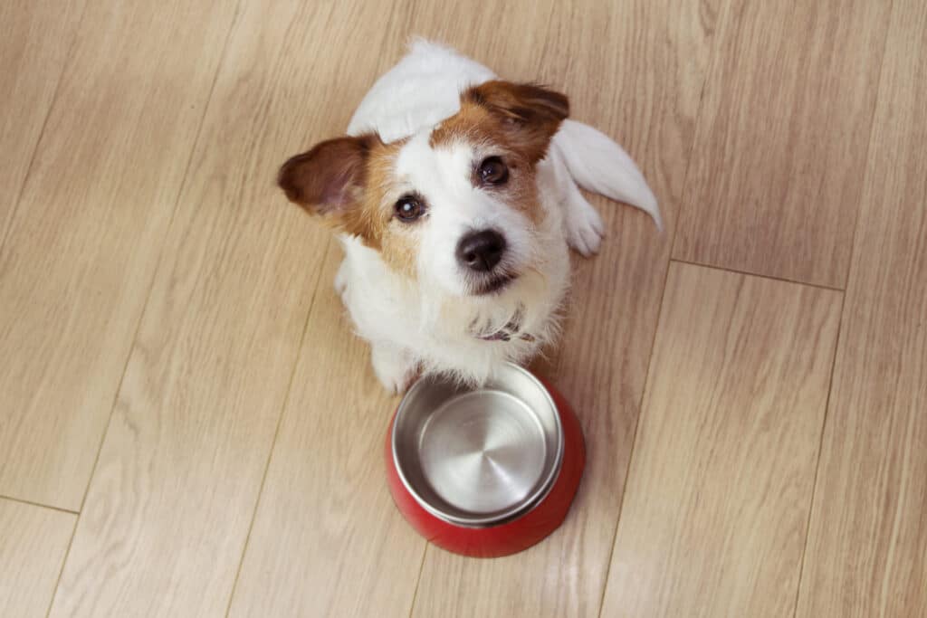 Dürfen Hunde eigentlich rohe Hühnerknochen fressen?
