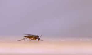 Mückenfalle selber machen