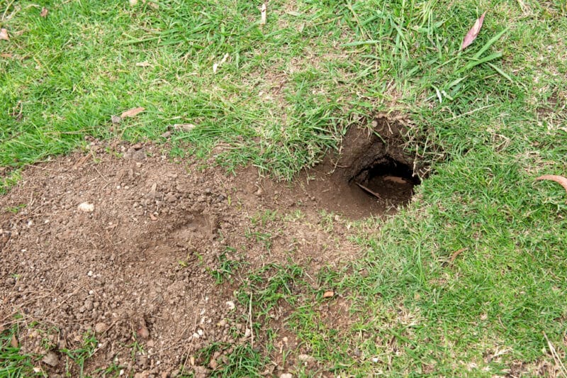 Welches Tier gräbt große Löcher im Garten und wie geht man damit um?