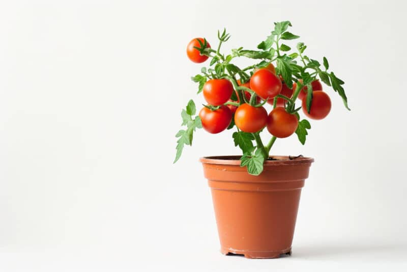 Tomaten pflanzen im Topf? Nichts leichter als das.
