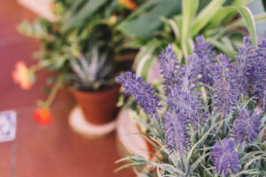 Lavendel im Topf neben anderen mediterranen Pflanzen