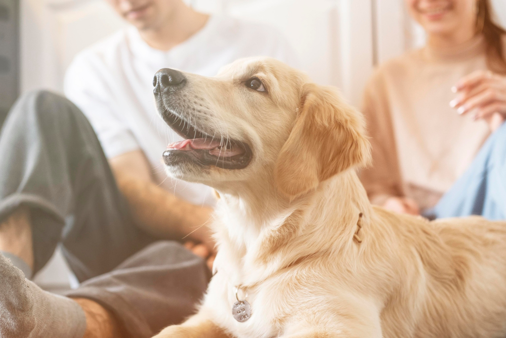 Gesunder Golden Retriever als Symbolbild für den Ratgeber: Wurmkur für den Hund