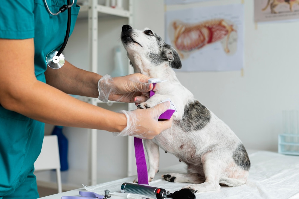 Hund beim Tierarzt als Symbolbild für den Ratgeber: Hohe Tierarztkosten vermeiden