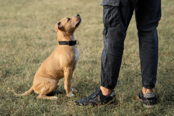 Hund sitzt auf Kommando