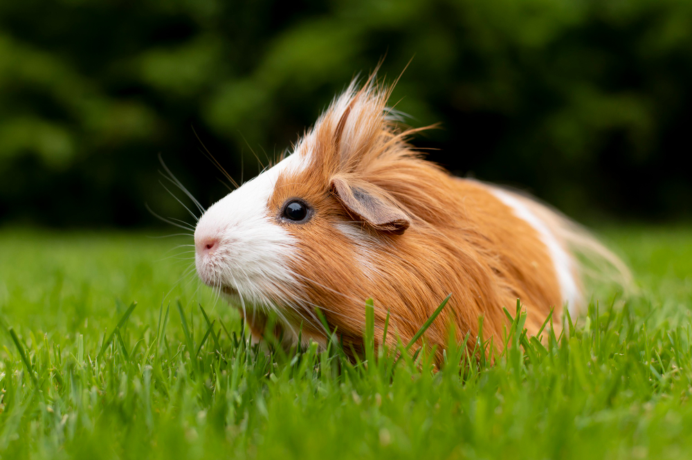 Ein Meerschweinchen auf der grünen Wiese als Symbolbild für Ratgeber: warum heißen Meerschweinchen Meerschweinchen