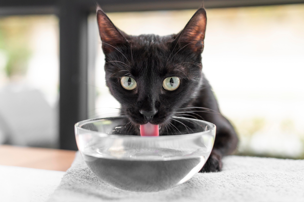 Grau-schwarze Katze trinke aus einer gläsernen Wasserschüssel als Symbolbild für den Ratgeber: Warum trinkt meine Katze viel?