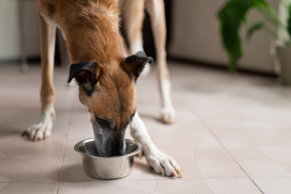 Ein Hund bekommt Futter aus einem Napf als Symbolbild für Ratgeber: Schonkost für den Hund