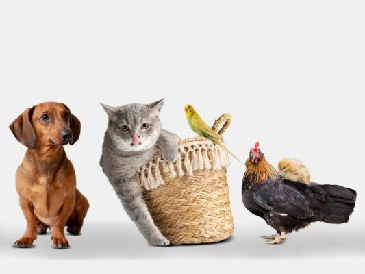 Pflegeleichte Haustiere - gibt es überhaupt welche?
