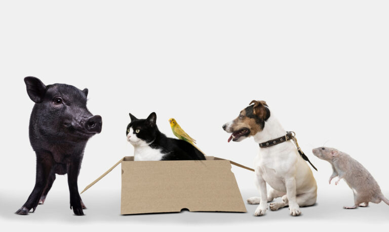 Verschiedene Haustiere: Schwein, Katze, Kanraienvogel, Hund und Ratte als Symbolbild für den Ratgeber: Welches Haustier passt zu mir?