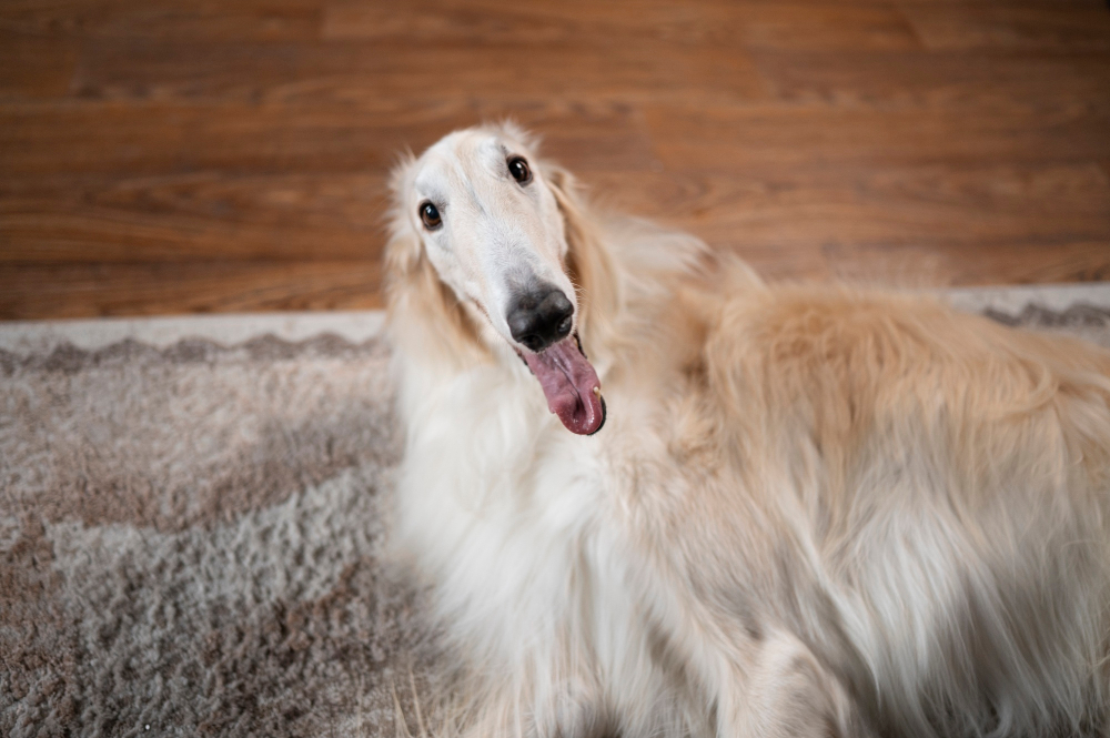 Langhaariger Greyhound Hund als Symbolbild für den Ratgeber: Verfilztes Fell