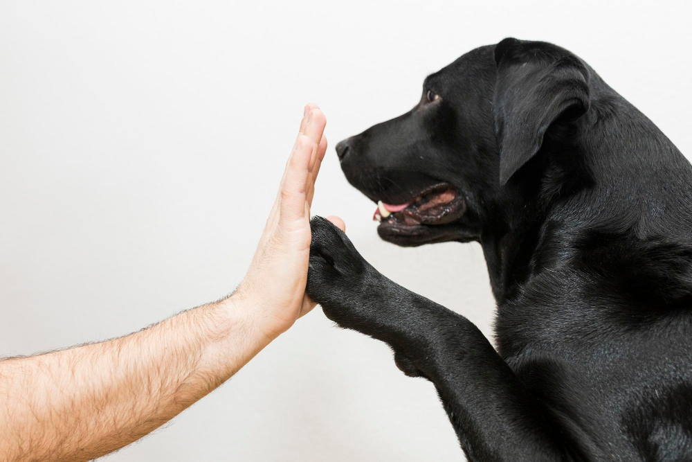 Hund gibt „High Five“