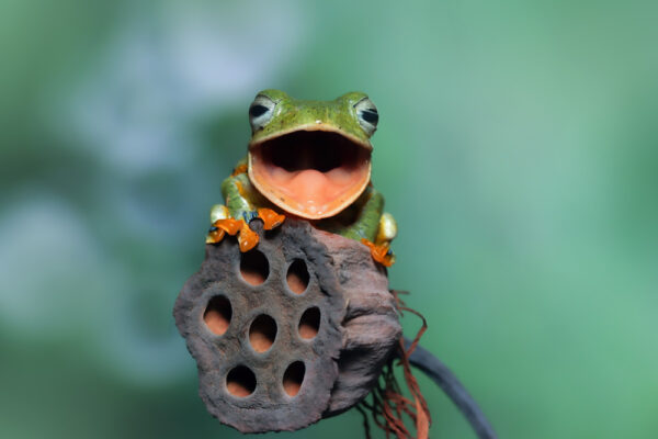 Quakender Frosch als Symbolbild für den Ratgeber: Frosch im Hals