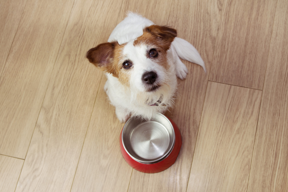 Ein Hund sitzt erwartungsvoll vor einem leeren Napf als Symbolbild für Ratgeber: dürfen Hunde rohe Hühnerknochen fressen