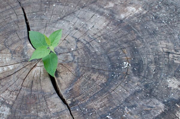 Sprössling der aus einem alten knorrigen Baumstumpf wächst als Symbolbild für den Ratgeber: Was kostet ein Erbschein?