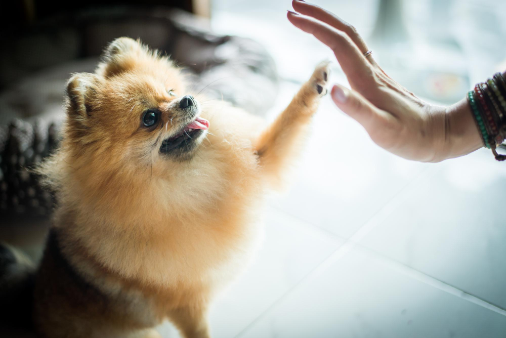 Spitz gibt High Five, Hund drinnen beschäftigen