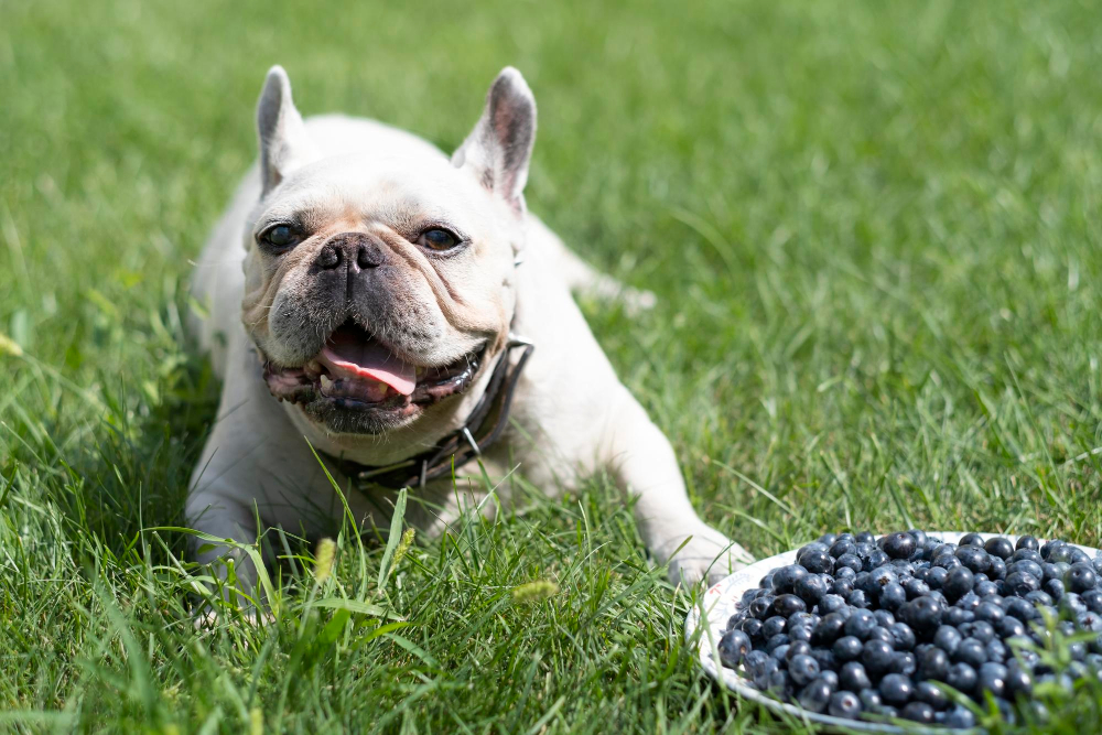 Französische Bulldogge liegt im Gras neben einer Schale Heidelbeeren als Symbolbild für den Ratgeber: Dürfen Hunde Heidelbeeren essen?